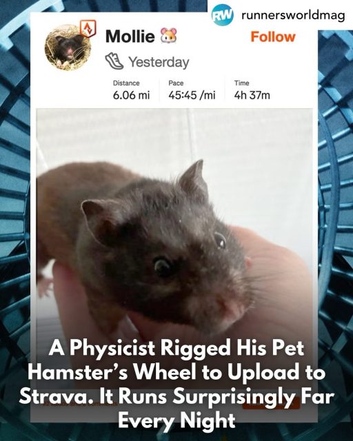 🐹 How far does a hamster run every week?
🏃‍♀️ Is that further than you?
📱 Would hamsters have regular or premium Strava accounts?
Finally, answers to these important questions 😅 I loved finding out - enjoy!